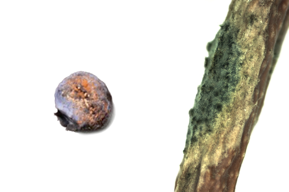 Anthraknose, Colletotrichum-Fruchtfäule (Colletotrichum gloeosporoides, C. acutatum) an Heidelbeere, Johannisbeere