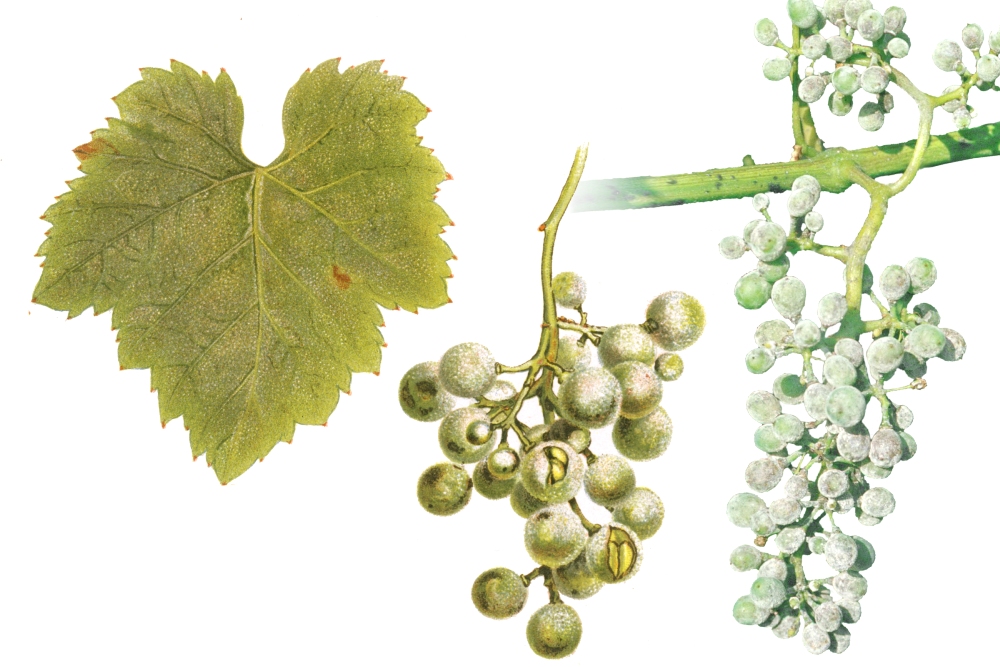 Echter Mehltau (Uncinula necator, Oidium tuckeri) Samenbruch, Kernbruch