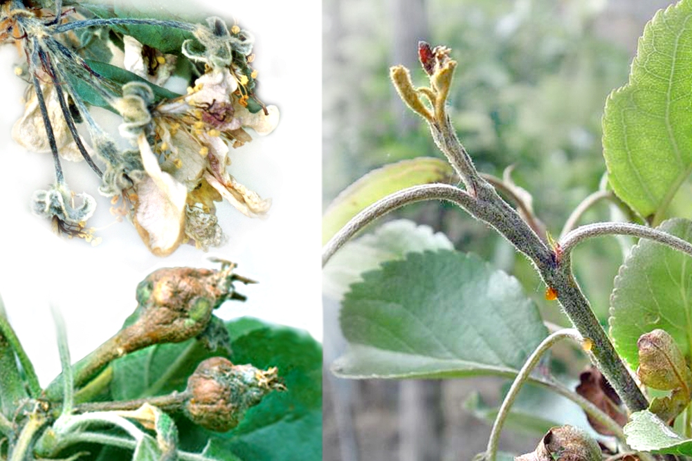 Feuerbrand (Erwinia amylovora)