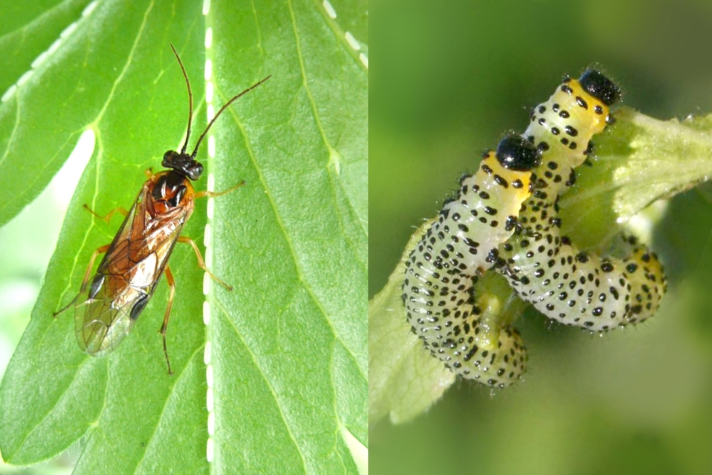 Stachelbeerblattwespe, Gelbe (Nematus ribesii)