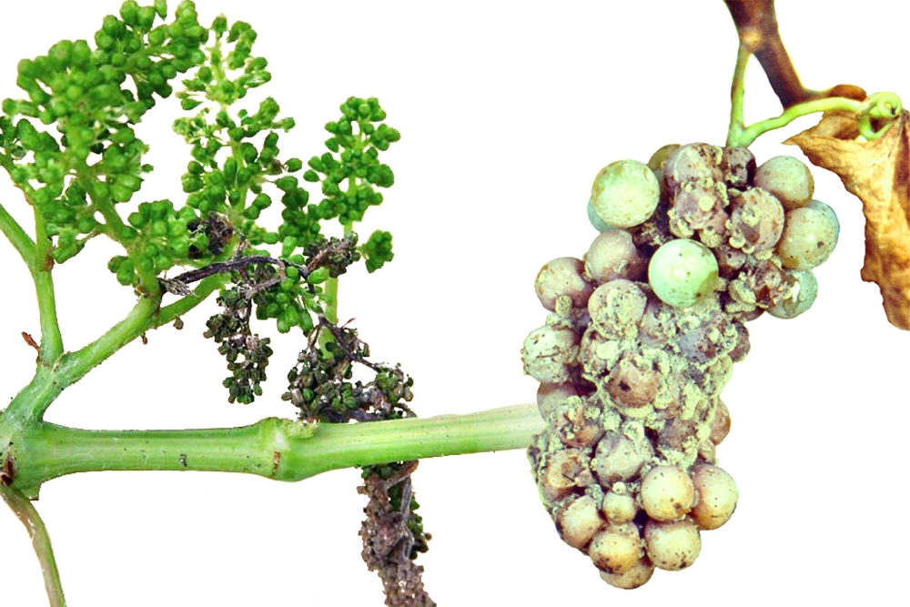 Grauschimmel (Botrytis cinerea) Sauerfäule Rohfäule Bodentrauben Edelfäule
