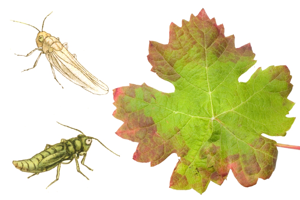 Grüne Rebzikade (Empoasca vitis)