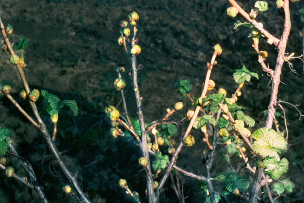 Johannisbeergallmilbe, Johannisbeerknospengallmilbe (Cecidophyopsis ribis)