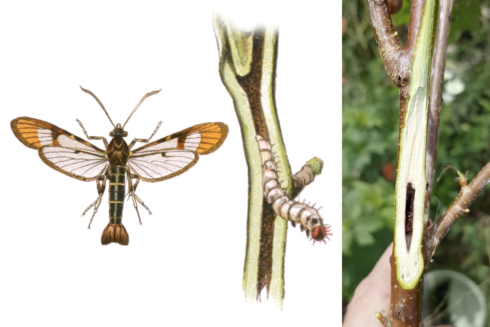 Johannisbeerglasflügler (Sesia tipuliformis)