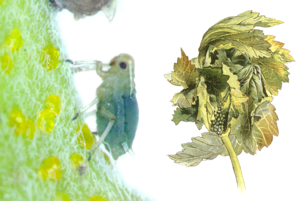 Johannisbeertrieblaus, Kleine (Aphis schneideri) und Stachelbeertrieblaus (Aphis grossulariae)