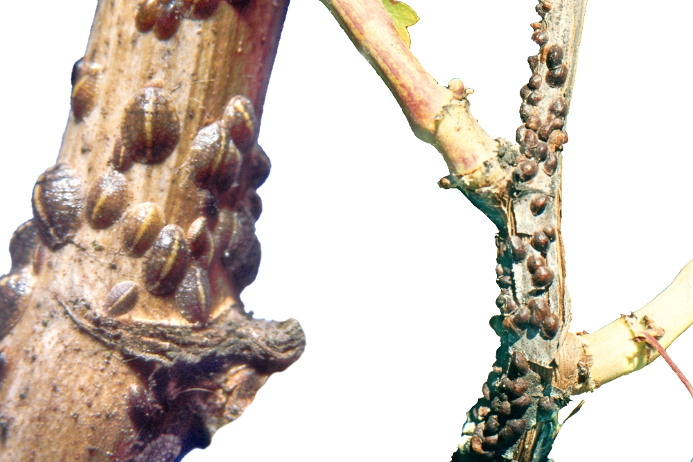 Gemeine Napfschildlaus (Parthenolecanium corni) Kleine Rebenschildlaus, Große Obstbaumschildlaus