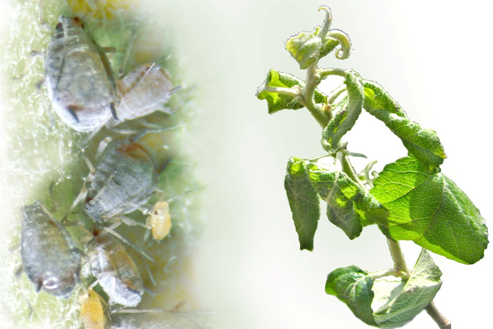 Mehlige Apfelblattlaus (Dysaphis plantaginea)