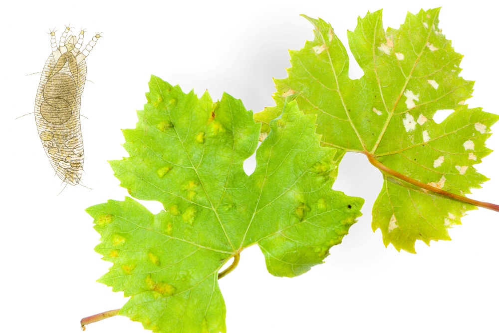 Pockenmilbe syn. Blattgallmilbe (Colomerus vitis), Filzkrankheit