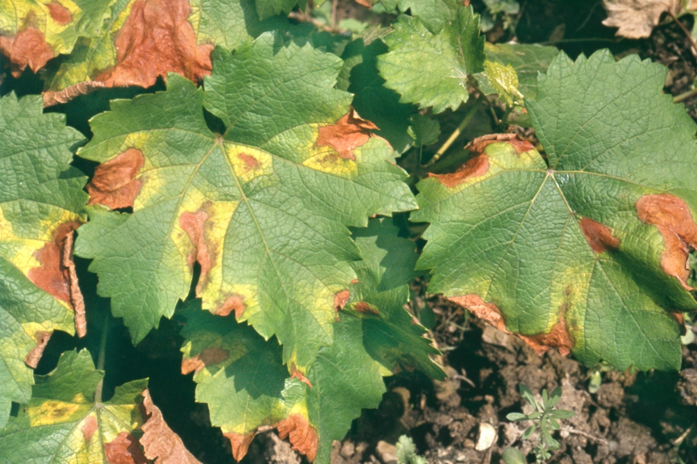 Roter Brenner (Pseudopezicula tracheiphila)