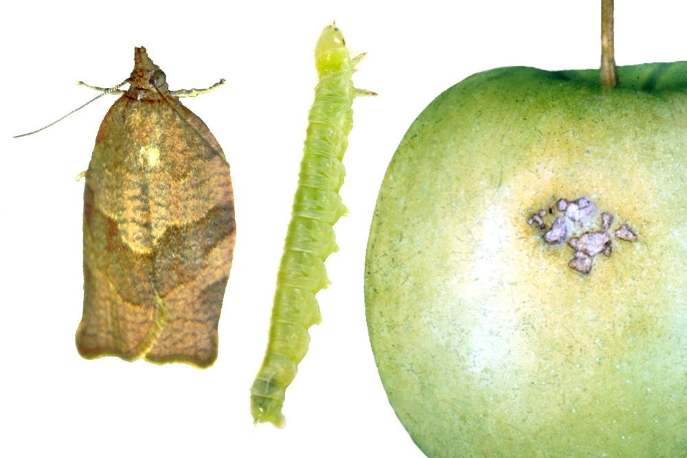 Schalenwickler (Adoxophyes orana, Pandemis heparana, Archips spp.)