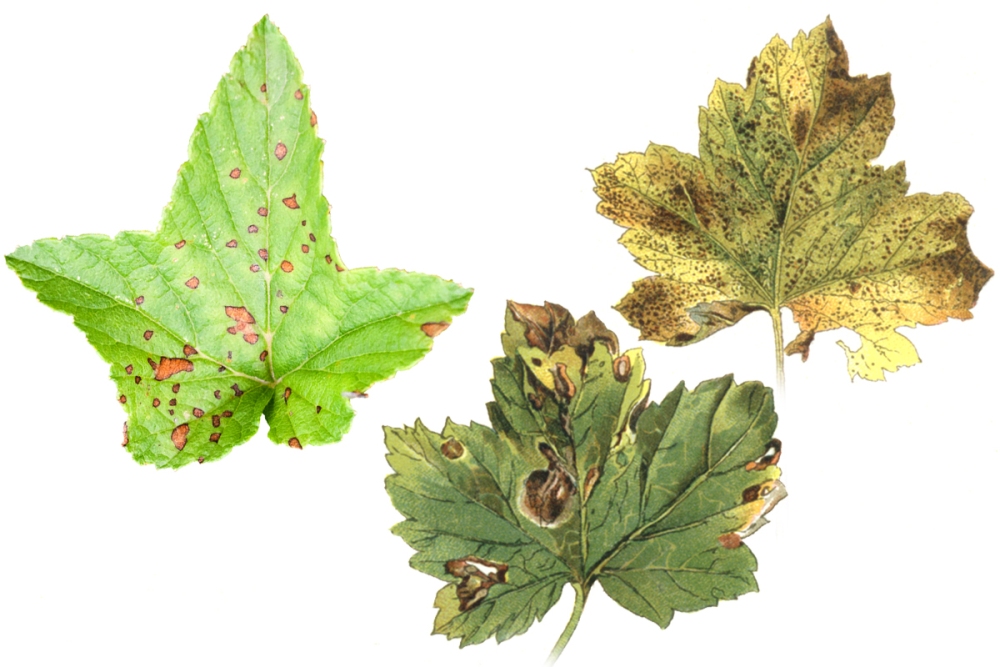 Europäischer Stachelbeermehltau, Blattfleckenkrankheit der Johannisbeere (Mycosphaerella ribis)
