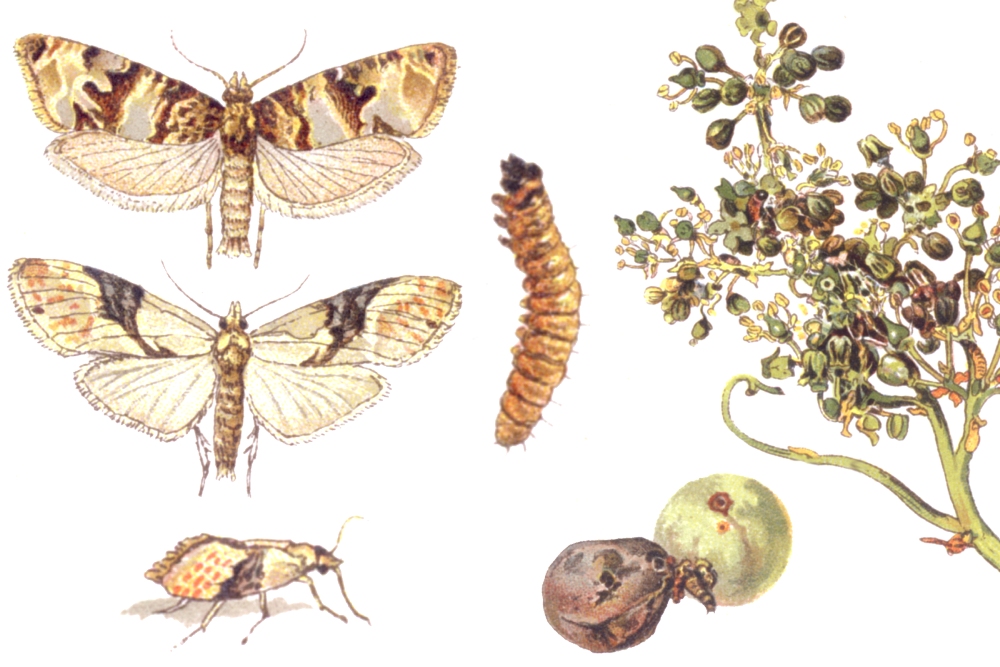Traubenwickler, Einbindiger (Eupoecilia ambiguella) und Bekreuzter (Lobesia botrana), Heuwurm, Sauerwurm, Süßwurm