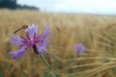 Libelle auf Blüte