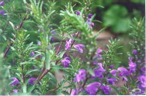 violett blühende Drachenkopfpflanze