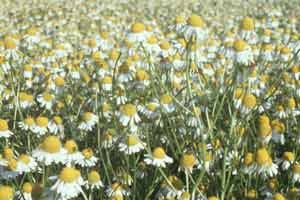 Kamillenfeld in Blüte, Klick führt zu Großansicht in neuem Fenster