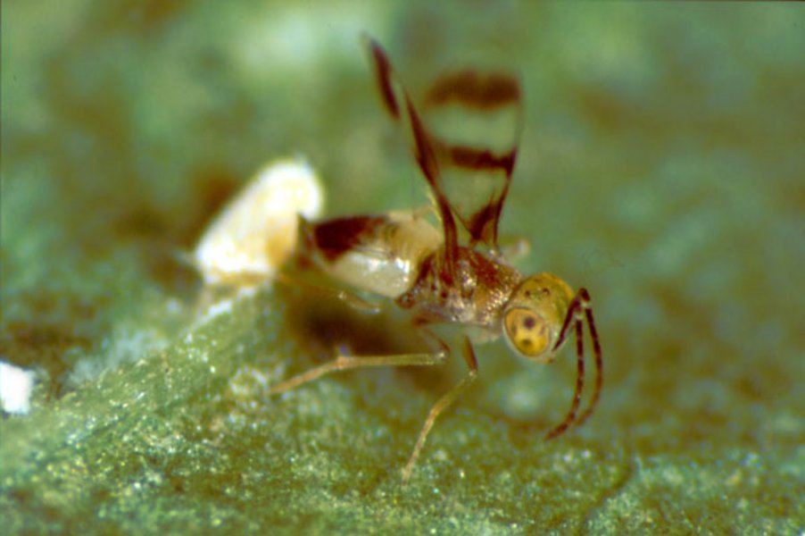 Leptomastidea abnormis (Schlupfwespenart)