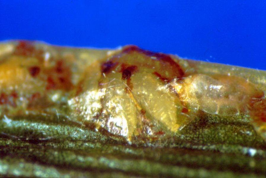 Microterys flavus (Schlupfwespenart)