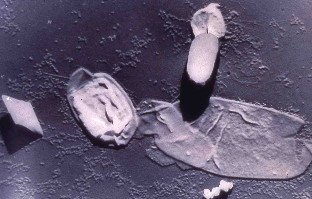 Bacillus thuringiensis ssp. tenebrionis (Bakterium)