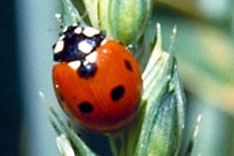 Marienkäfer