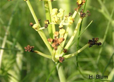 Weichwanzen (Lygus spp., Orthops spp.)