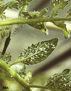 Kolonien der Weißen Fliege an der Unterseite junger Blätter. Klick führt zu Großansicht im neuen Fenster.