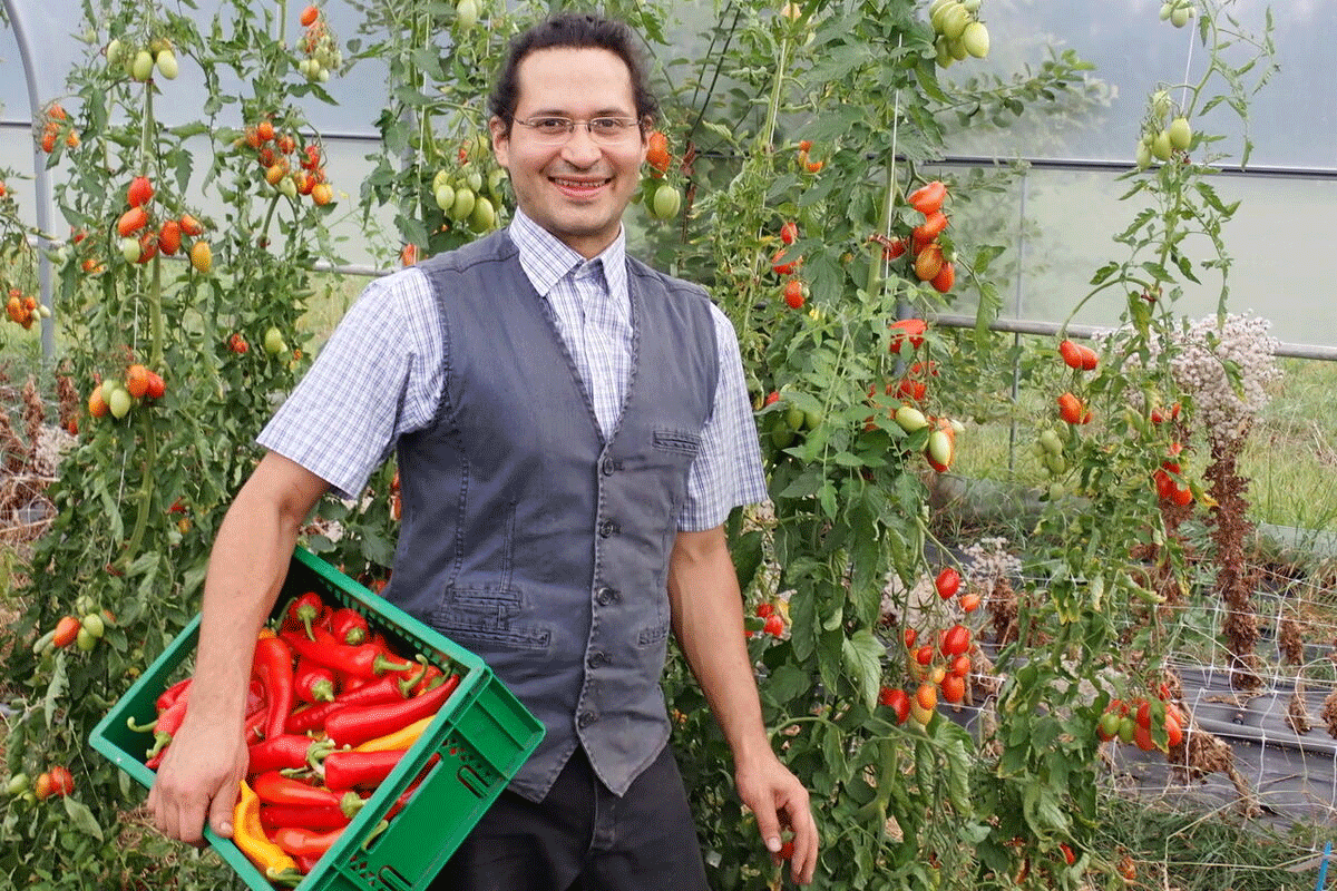 Mann steht vor Tomatenpflanzen mit einer Gemüsekiste voller Paprika in der Hand. Klick führt zu Großansicht in neuem Fenster. 