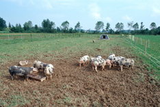 Freilandhaltung von Bio-Schweinen,, Foto: Thomas Stephan, BLE