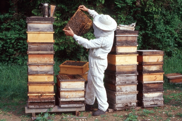 Demeter-Imker bei der Kontrolle der Bienenstöcke, Klick führt zu Großansicht im neuen Fenster