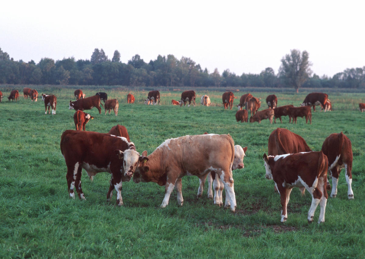 Rinder auf der Weide, Foto: Thomas Stephan, BLE
