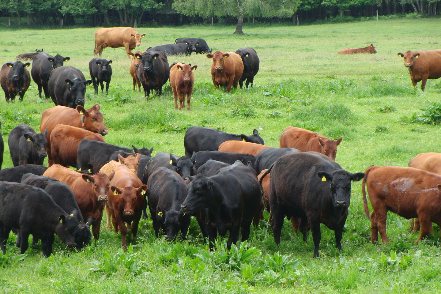 Kühe auf der Weide. Foto: Gillandt, ITTN, TiHo