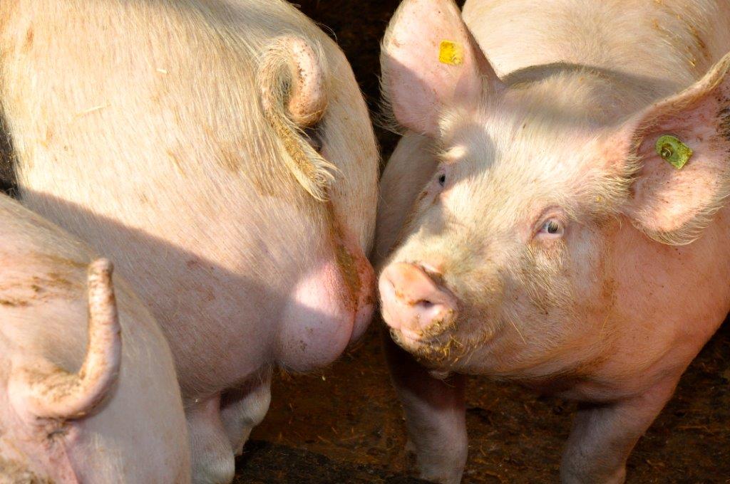 Schweine, Klick führt zu Großansicht in neuem Fenster