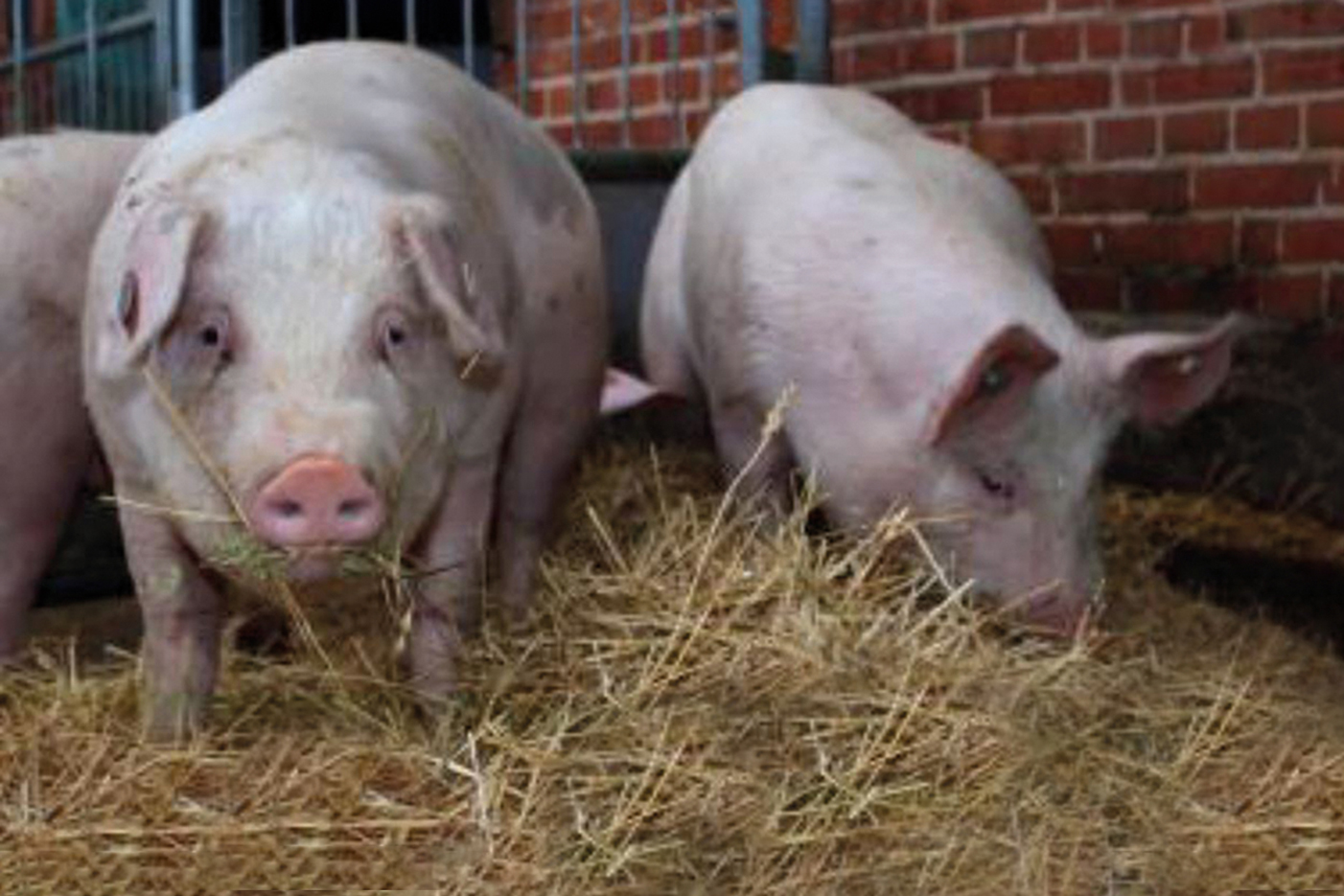 Frühzeitige Impfung gegen Ebergeruch in der Öko-Schweinemast