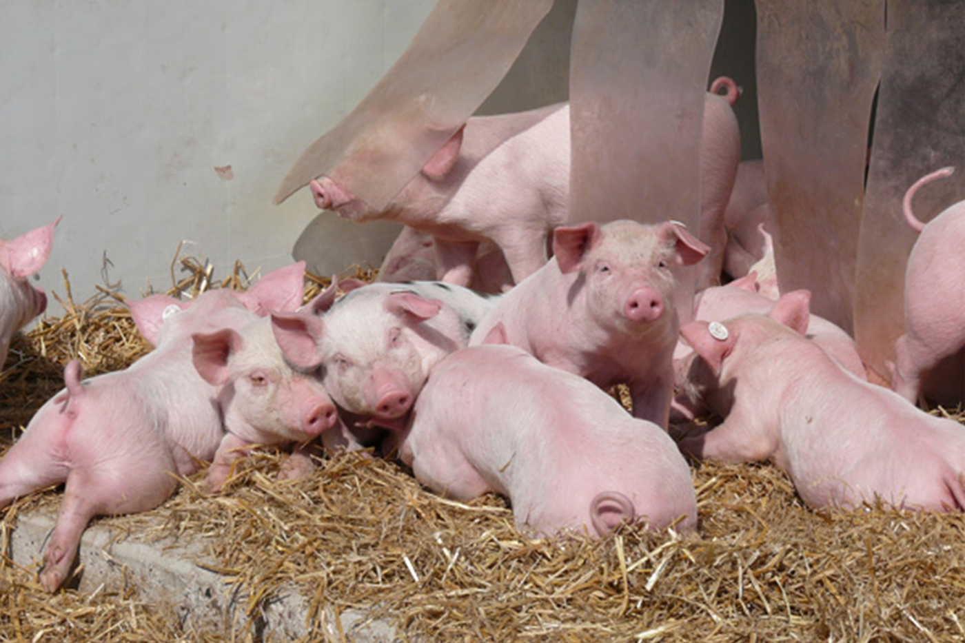 Zuchtstrategien zur Reduktion von Schwanzbeißen in der Schweinezucht