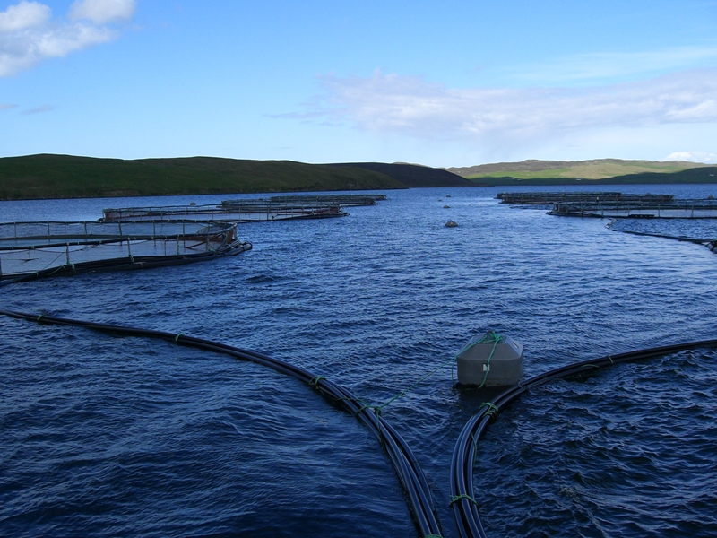 Netzgehege für Lachse auf den Shetlands. Klick führt zu Großansicht im neuen Fenster.