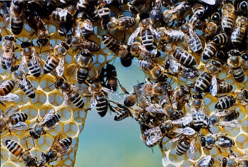 Honigbienen an Waben. Klick führt zu Großansicht im neuen Fenster.