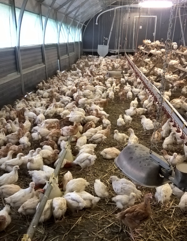 Hähnchen im Öko-Stall