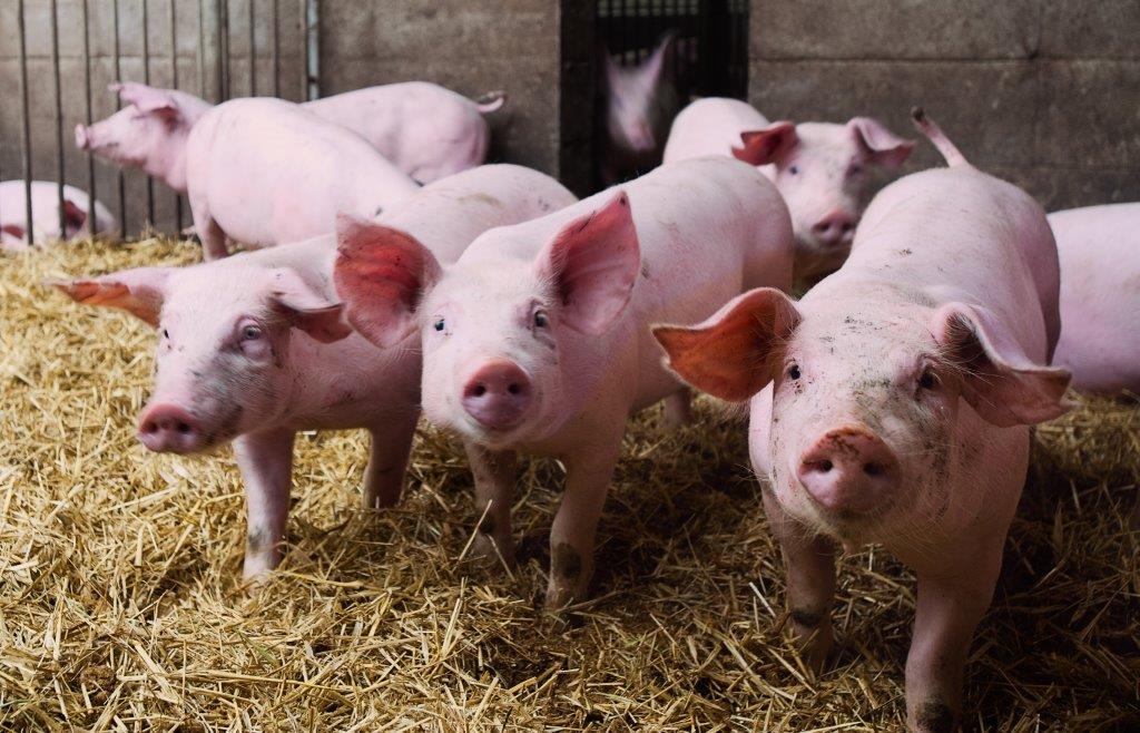 Tierwohl und Tiergesundheit in der Bio-Schweinehaltung