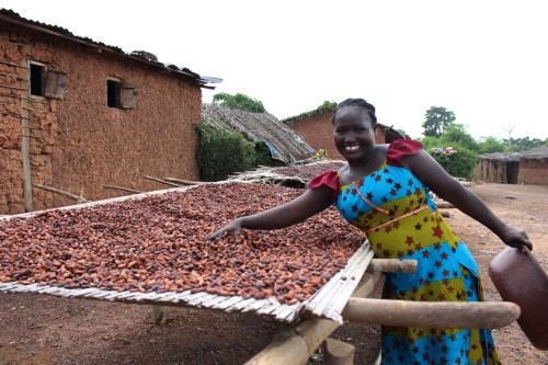 Mitglied einer Kakao-Kooperative von der Elfenbeinküste und Container mit frisch geernteten Kakaobohnen. Klick führt zu Großansicht im neuen Fenster.