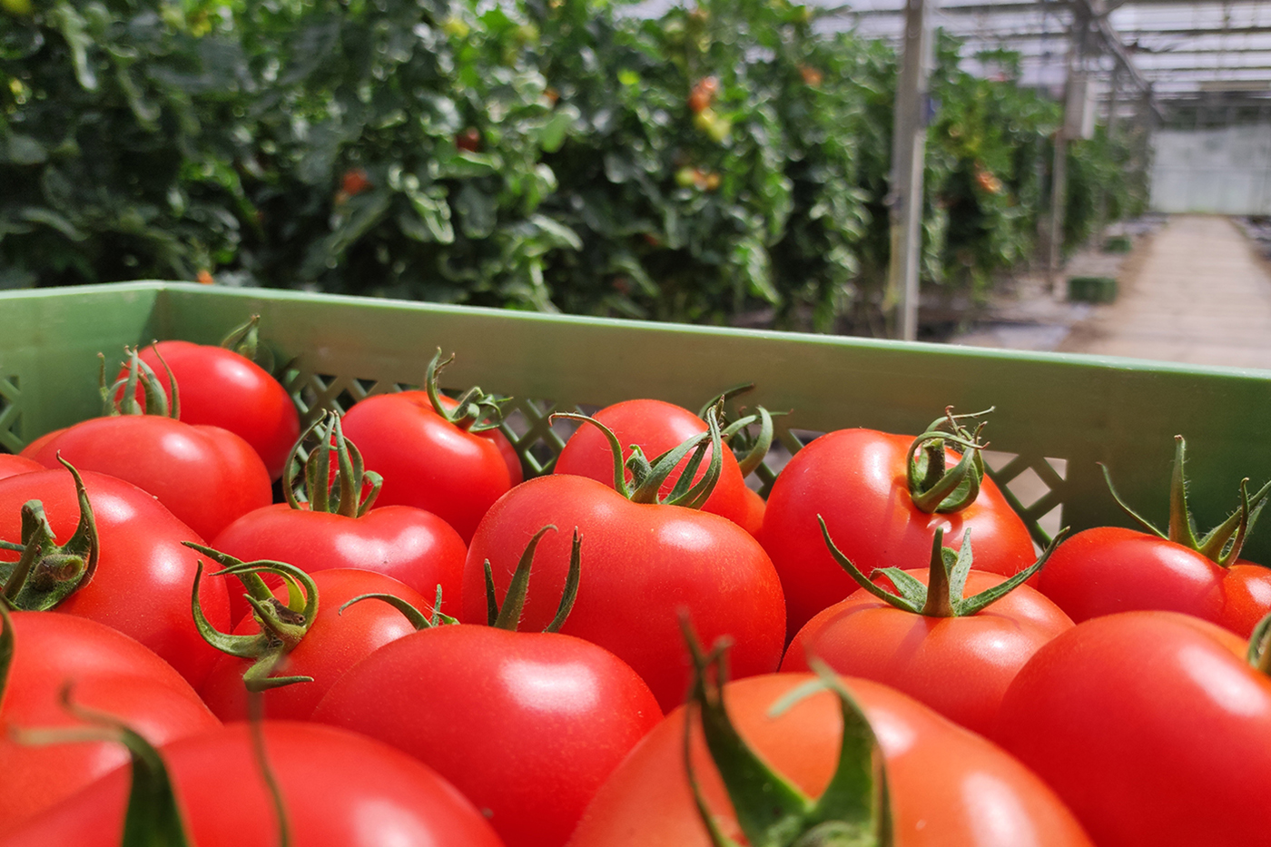 Tomatenkiste im Gewächshaus