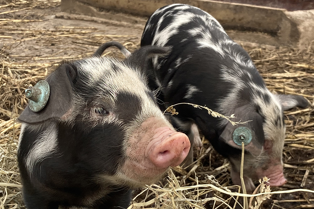 Schweine im Stroh