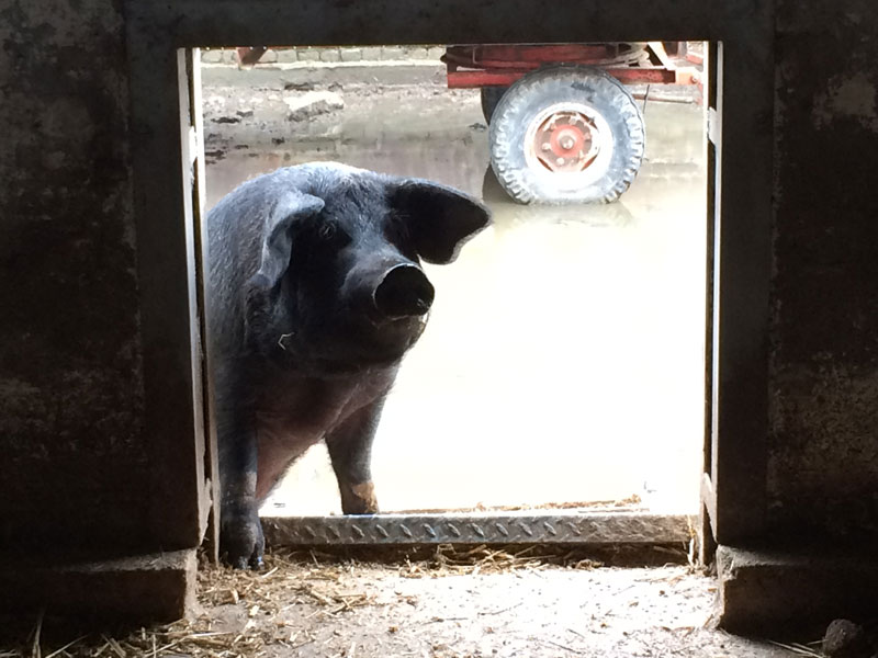 Schwein am offenen Tor. Klick führt zur Großansicht in neuem Fenster.