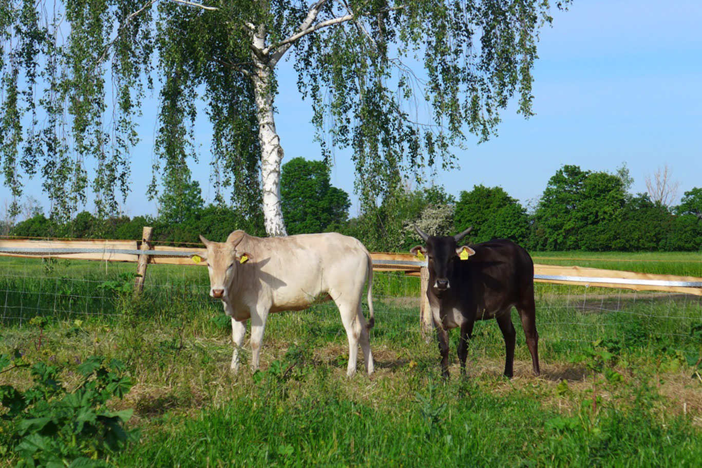 Rinder auf der Weide