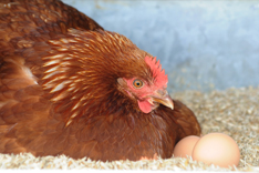 Huhn mit zwei Eiern