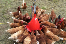 Hühner am Futterkrug