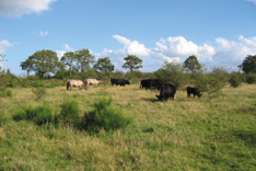 Rinder und Pferde auf der Weide