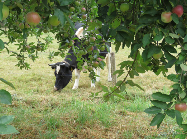 Kuh grast auf Weide. Im Vordergrund ist ein Apfelbaum zu sehen. Klick führt zu Großansicht in neuem Fenster.