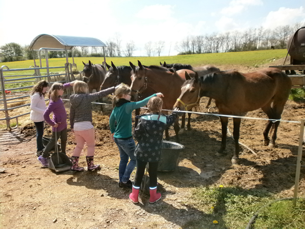 Kinder streicheln Pferde auf der Koppel. Klick führt zu Großansicht in neuem Fenster.