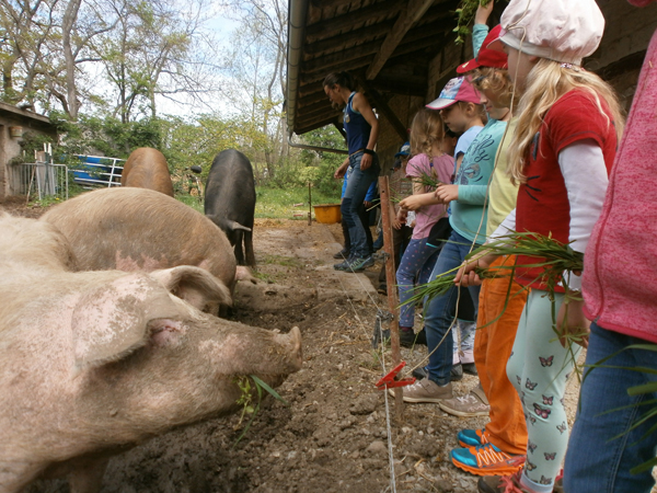 Kinder füttern Schweine mit Gras. Klick führt zu Großansicht in neuem Fenster.