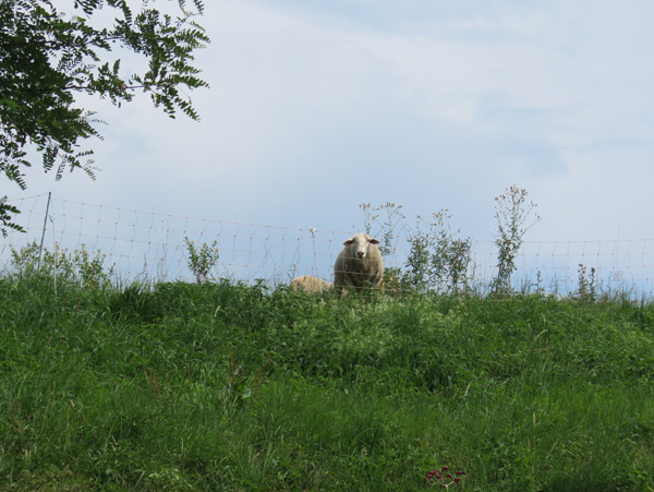 Schafe auf der Weide. Klick führt zu Großansicht in neuem Fenster.