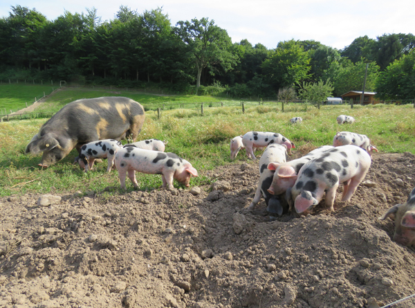 Bunte Bentheimer Schweine suchen in der Erde nach Futter. Klick führt zu Großansicht in neuem Fenster.
